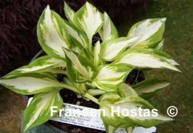 Hosta Trifecta