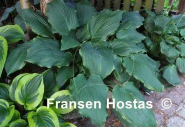 Hosta Triple Ripple