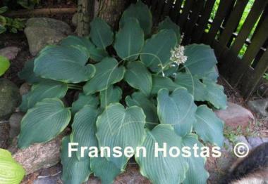 Hosta Triple Ripple