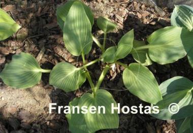 Hosta Triple Ripple