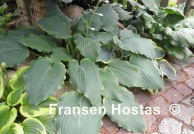Hosta Triple Ripple