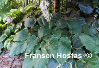 Hosta Triple Ripple