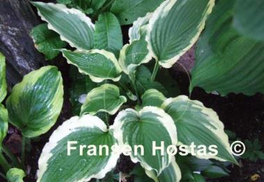 Hosta Tropical Dancer