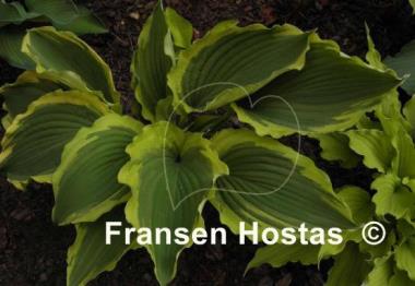 Hosta Tropical Dancer