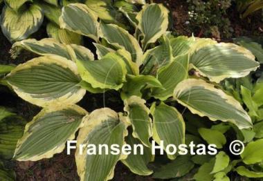 Hosta Tropical Dancer