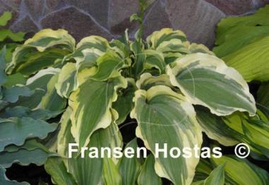 Hosta Tropical Dancer