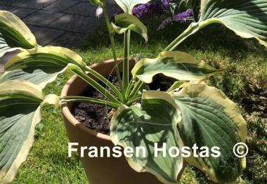 Hosta Tropical Dancer