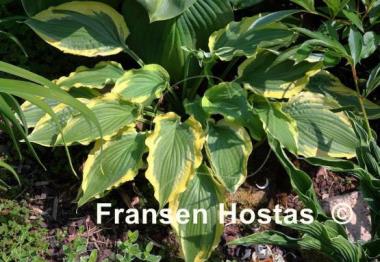 Hosta Tropical Dancer