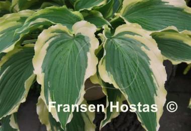 Hosta Tropical Dancer