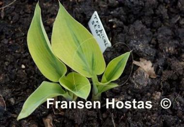 Hosta Tropical Star