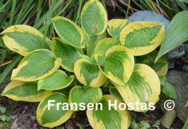 Hosta Tropical Storm
