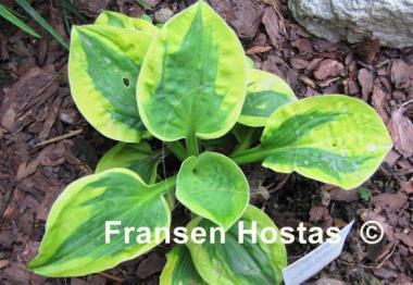 Hosta Tropical Storm