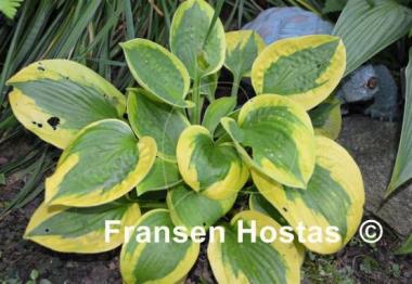 Hosta Tropical Storm