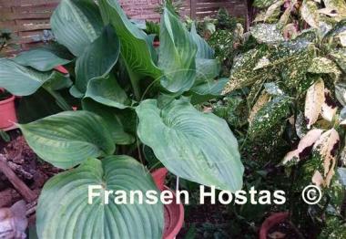 Hosta Tom's Tropical Thunder