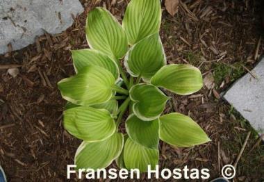 Hosta Tropicana