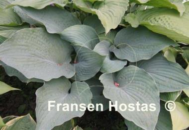 Hosta True Blue