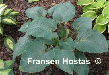 Hosta True Blue