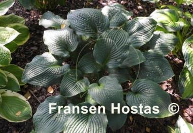 Hosta True Blue