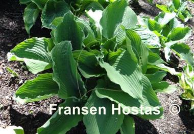 Hosta True Blue
