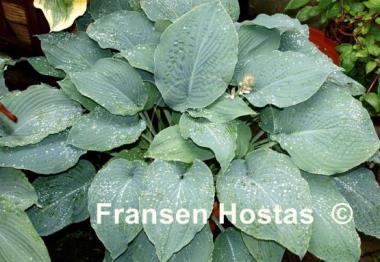 Hosta True Blue