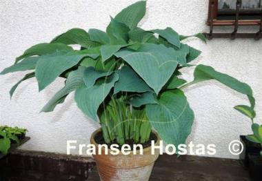 Hosta True Blue