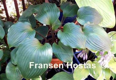 Hosta True Treasure