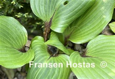 Hosta True Treasure