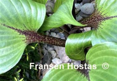 Hosta True Treasure