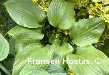 Hosta True Treasure