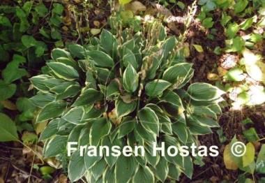 Hosta Tsugaru Komachi Fukurin