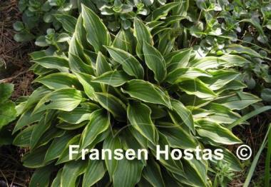 Hosta Tsugaru Komachi Fukurin