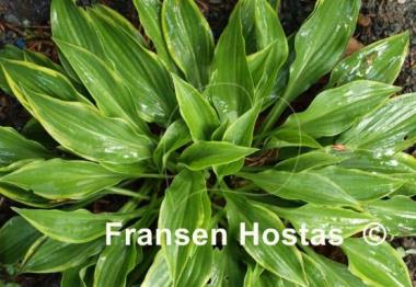 Hosta Tsugaru Komachi Fukurin