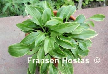 Hosta Tsugaru Komachi Fukurin