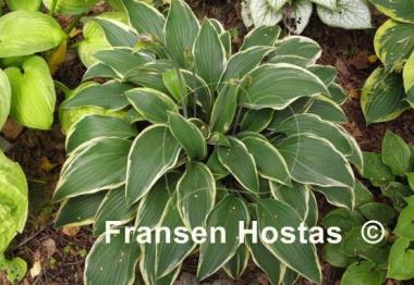 Hosta Turnabout