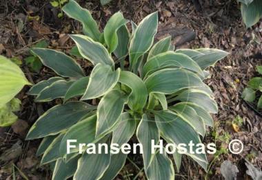 Hosta Turnabout