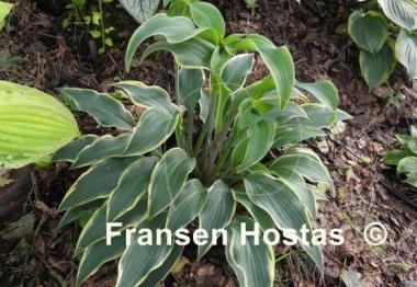 Hosta Turnabout