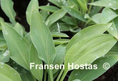 Hosta Turning Point