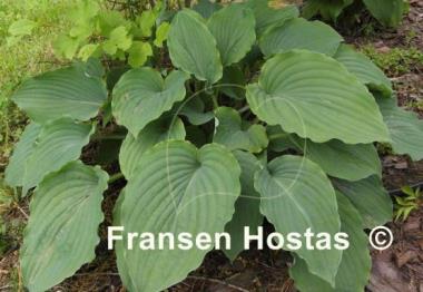 Hosta Tutu