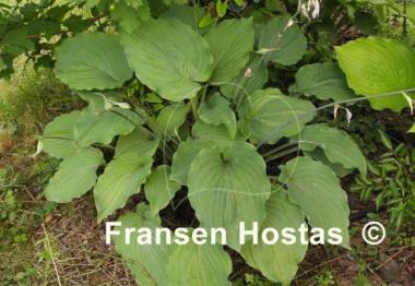 Hosta Tutu