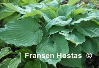 Hosta Tutu