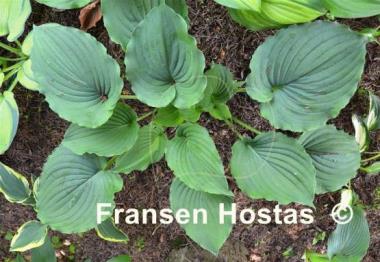 Hosta Tutu