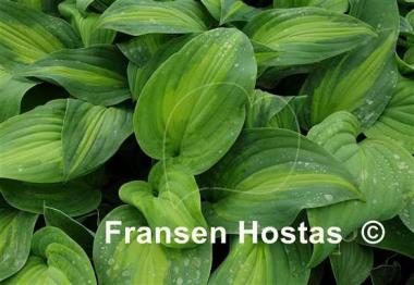 Hosta Twice as Nice