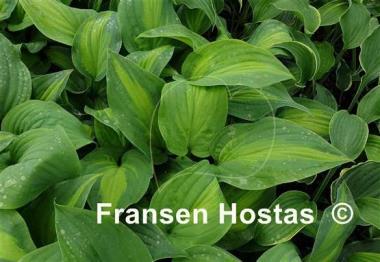 Hosta Twice as Nice