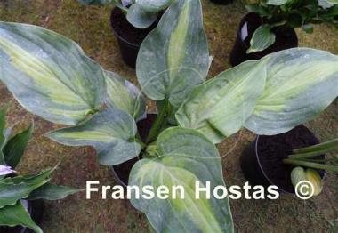 Hosta Twice as Nice