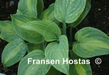 Hosta Twice as Nice