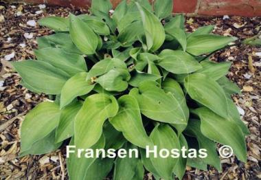 Hosta Twiggie