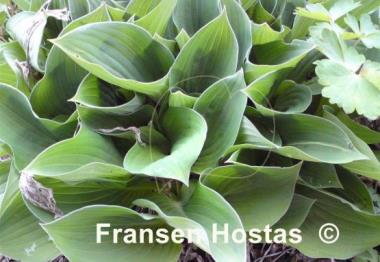 Hosta Twiggie