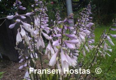 Hosta Twiggie