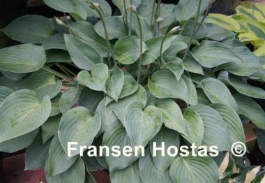 Hosta Twiggie
