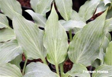 Hosta Twilight Time